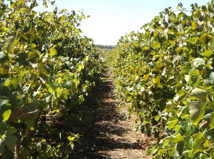 Fourth view of Homely rural property listing, Lot 300 Little Road, Willunga SA 5172