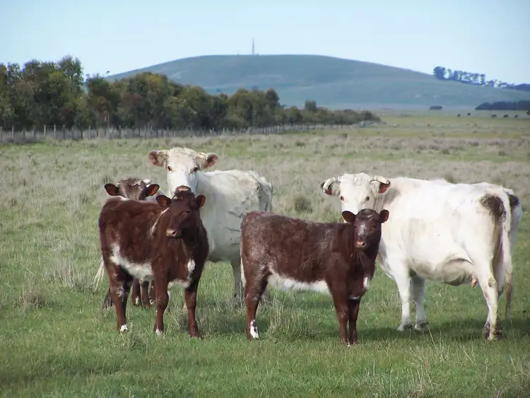 Sixth view of Homely rural property listing, 1120 Warrowie Road, Irrewarra VIC 3249