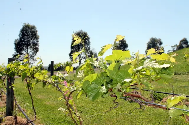 Third view of Homely rural property listing, 495 Murroon Road, Pennyroyal VIC 3235