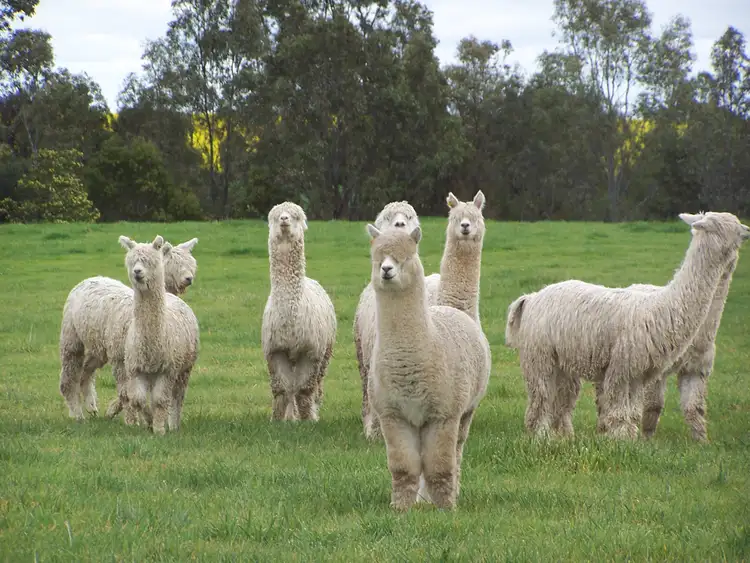 Seventh view of Homely rural property listing, Foxhow- Cundare Road, Berrybank VIC 3323