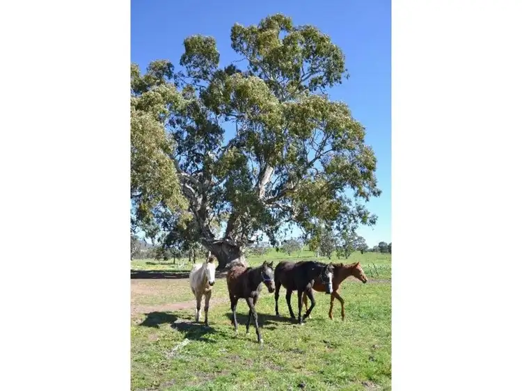 Fourth view of Homely rural property listing, LOT CA15, 117 Black Swamp Road, Mansfield VIC 3722