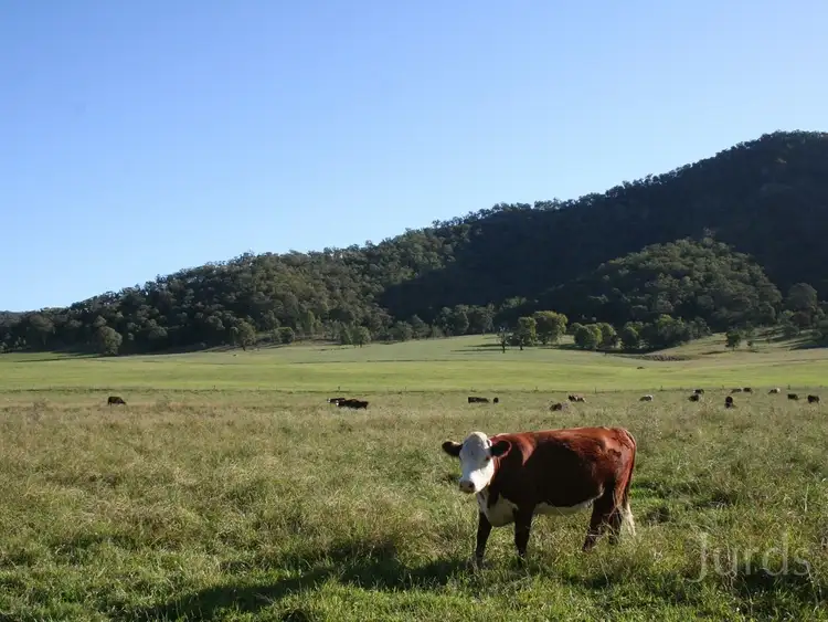 Fifth view of Homely rural property listing, Tremayne Adams Peak Road, Broke NSW 2330