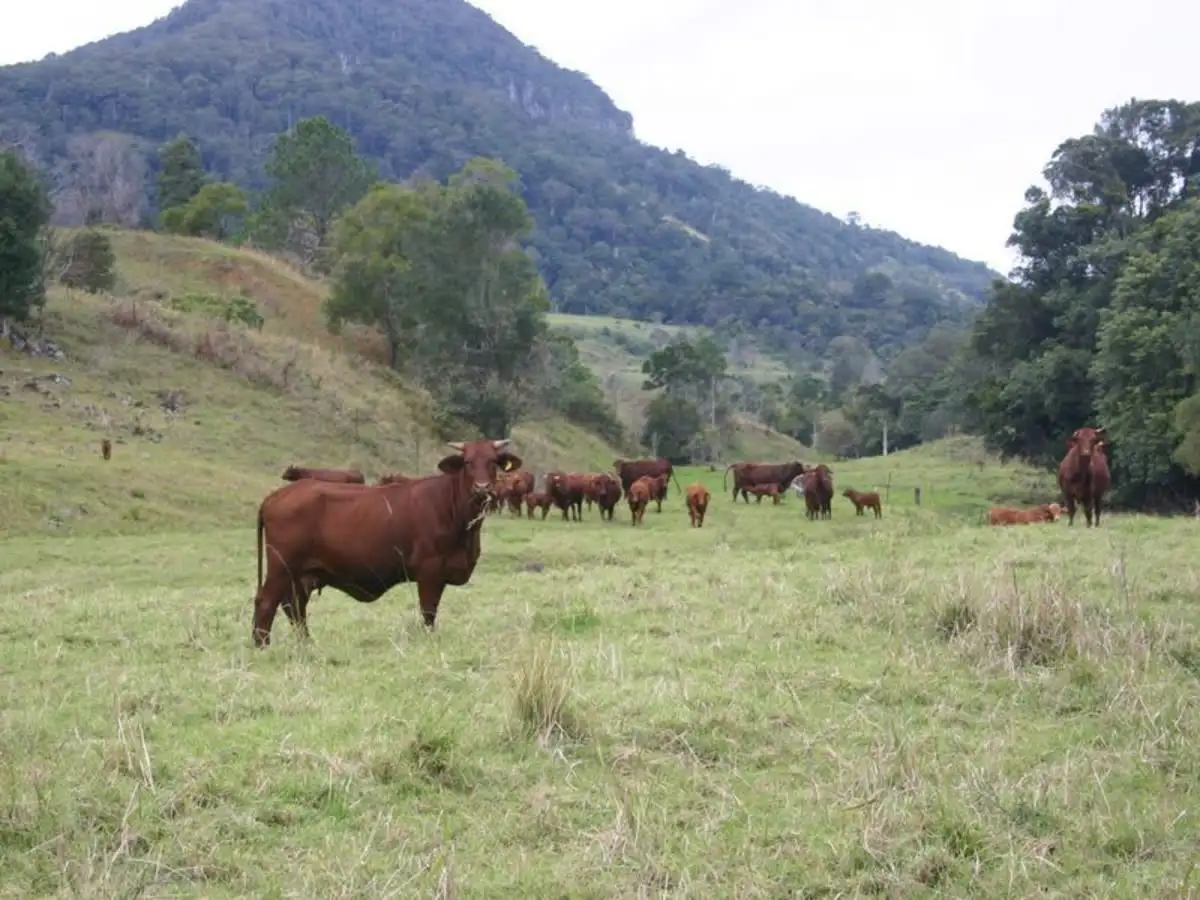 Main view of Homely land listing, 3138 Nerang Murwillumbah Road, Natural Bridge QLD 4211