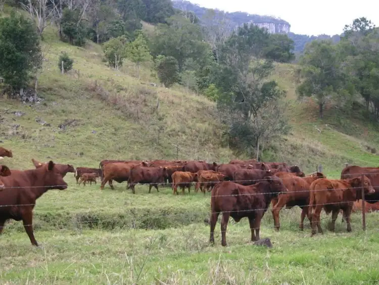 Sixth view of Homely land listing, 3138 Nerang Murwillumbah Road, Natural Bridge QLD 4211