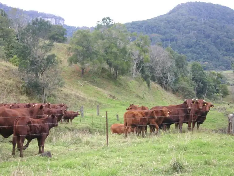 Seventh view of Homely land listing, 3138 Nerang Murwillumbah Road, Natural Bridge QLD 4211