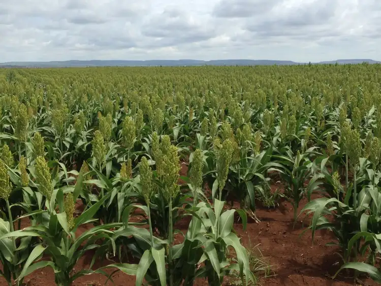 Fifth view of Homely rural property listing, 118 Willow-Springs Road, Missen Flat QLD 4361