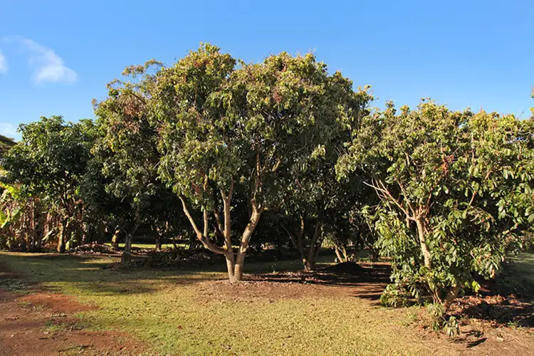 Fifth view of Homely land listing, 45A Pavilion Street, Pomona QLD 4568
