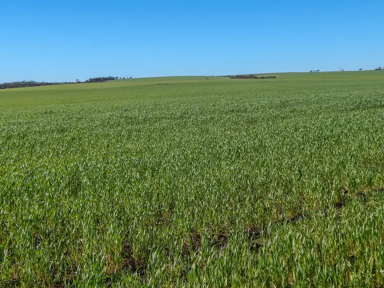 Seventh view of Homely rural property listing, 63 Peake Lane, Wanilla SA 5607