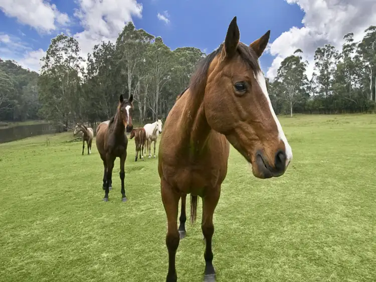 Fourth view of Homely rural property listing, 395 Wisemans Ferry Road, Cattai NSW 2756