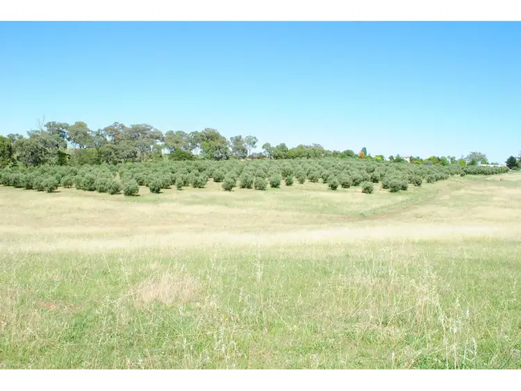 Fourth view of Homely rural property listing, 655 Stapletons Road, Molong NSW 2866