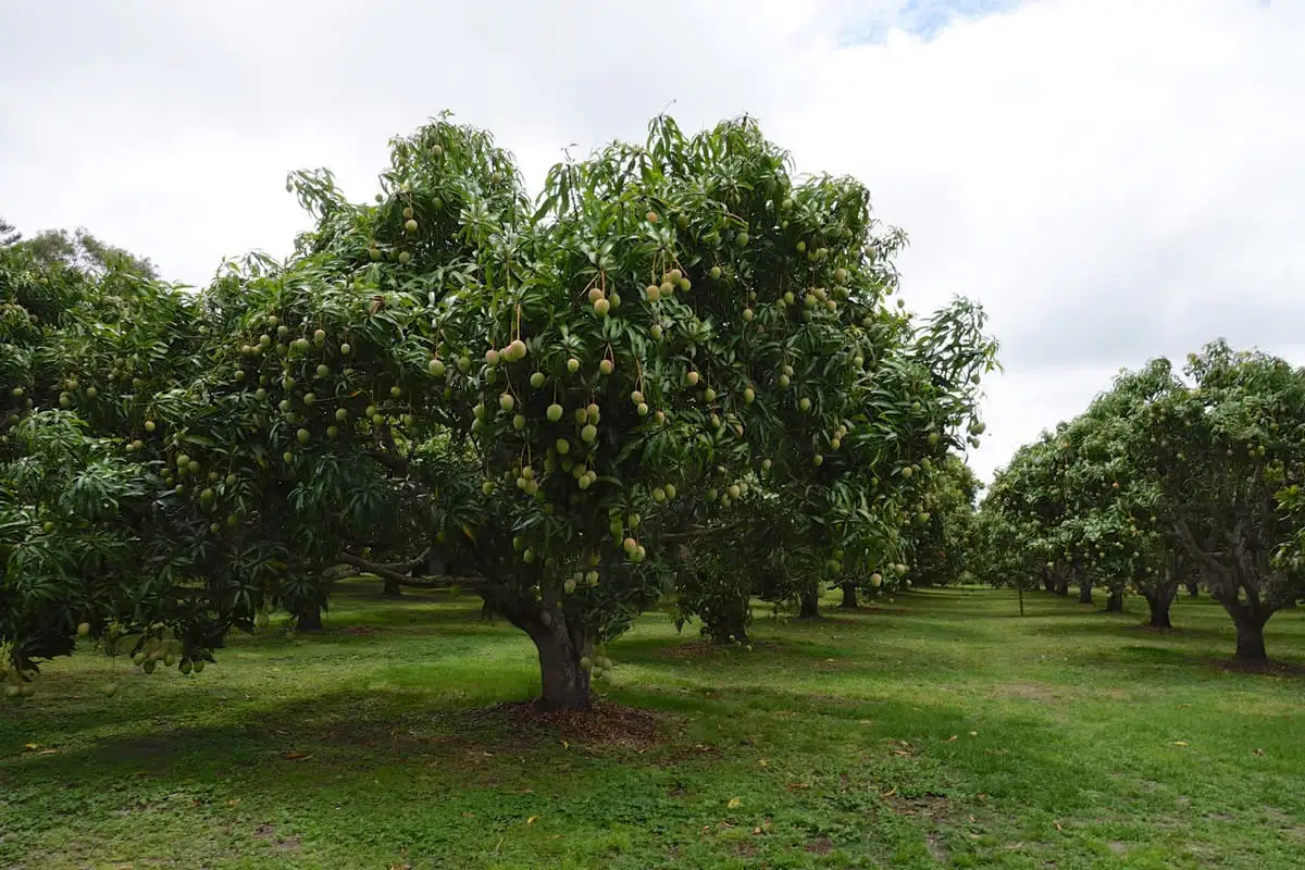 Main view of Homely rural property listing, 3762 Kennedy Highway, Mareeba QLD 4880