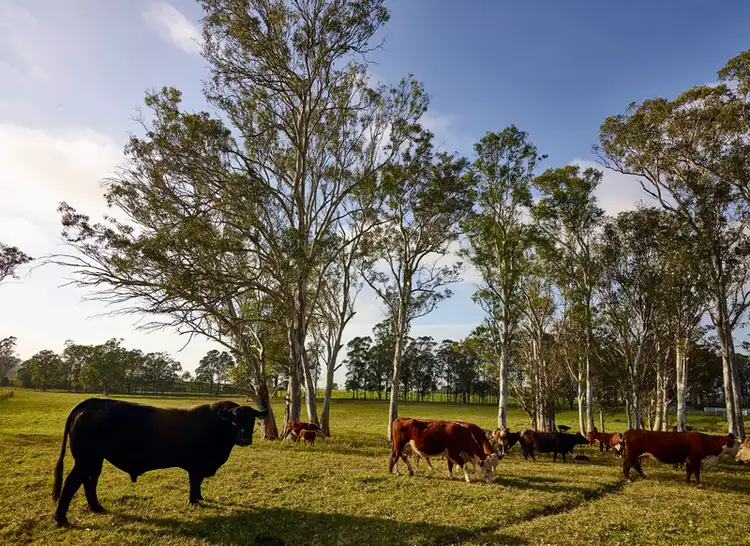 Seventh view of Homely rural property listing, 505 Cuthill Road, Cobbitty NSW 2570