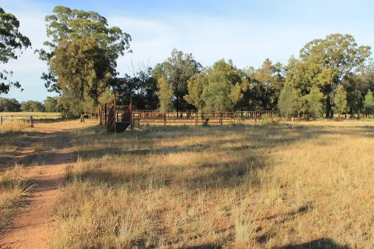 Seventh view of Homely rural property listing, 239R Mogriguy Road, Eumungerie NSW 2831