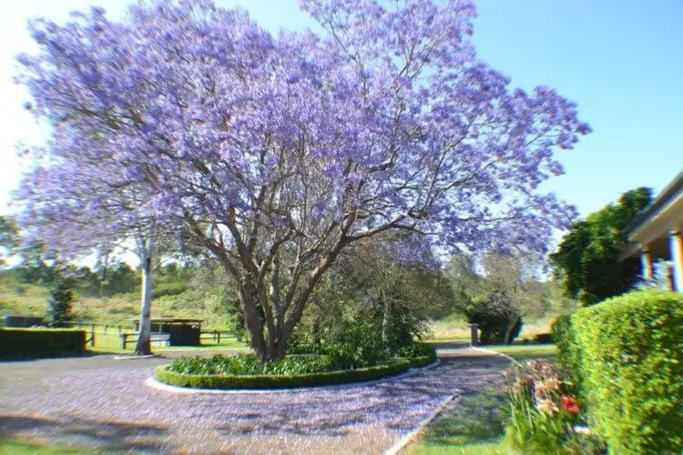 Seventh view of Homely rural property listing, 17 Nuttals Road, Blanchview QLD 4352