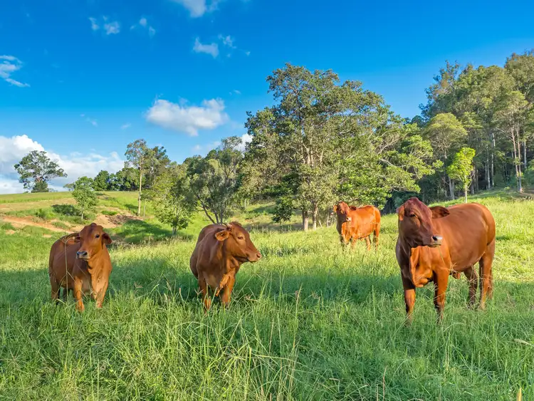 Fourth view of Homely land listing, 95B Camfin Road, Clear Mountain QLD 4500