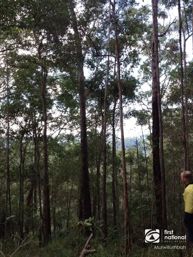 Fifth view of Homely rural property listing, 790 Upper Burringbar Road, Burringbar NSW 2483