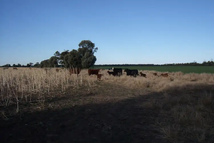 Third view of Homely rural property listing, 2480 Merton Road, Goondiwindi QLD 4390