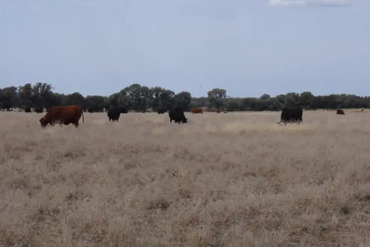 Sixth view of Homely rural property listing, 2480 Merton Road, Goondiwindi QLD 4390