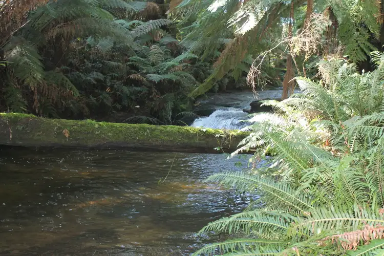 Main view of Homely rural property listing, 470 Phillips Track, Weeaproinah VIC 3237