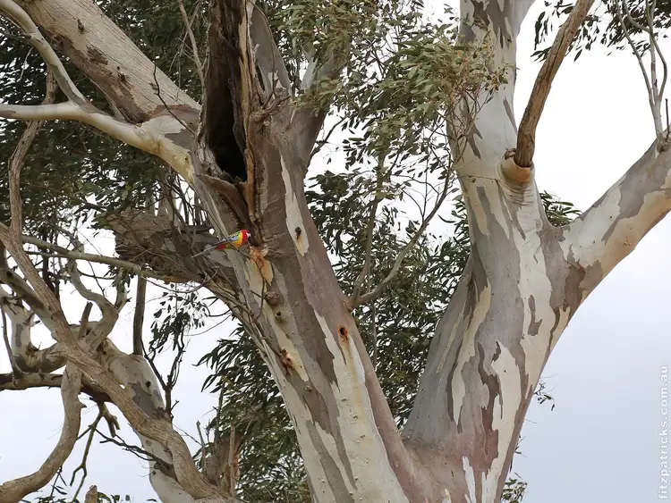 Seventh view of Homely land listing, LOT 556 Bradman Drive, Boorooma NSW 2650