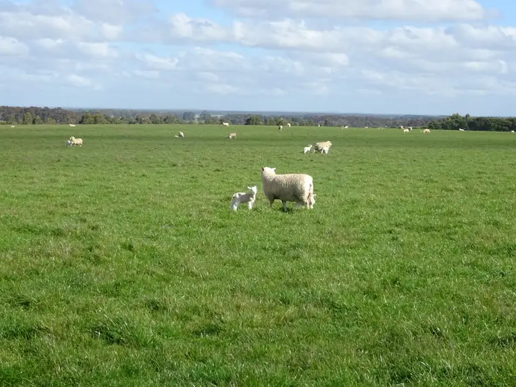 Seventh view of Homely rural property listing, 64 Chrome Road, Branxholme VIC 3302