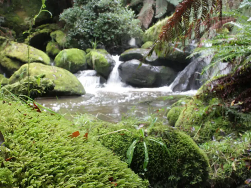 Main view of Homely rural property listing, 630 Dehnerts Track, Beech Forest VIC 3237