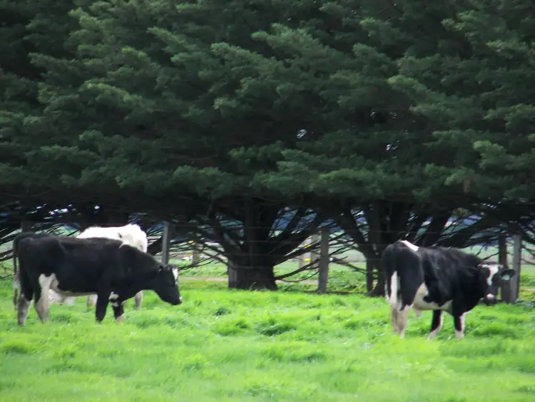 Sixth view of Homely rural property listing, 170 Beal Road, Irrewarra VIC 3249