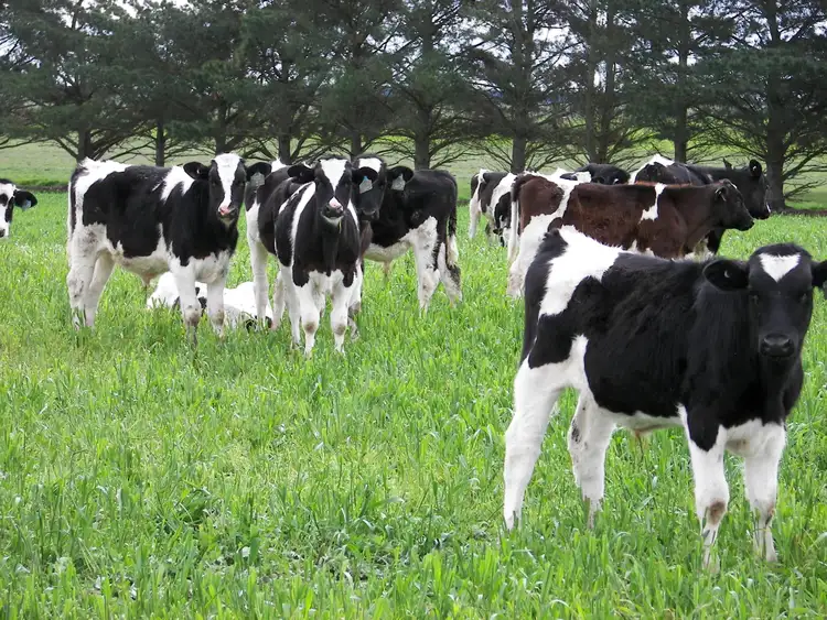 Seventh view of Homely rural property listing, 170 Beal Road, Irrewarra VIC 3249