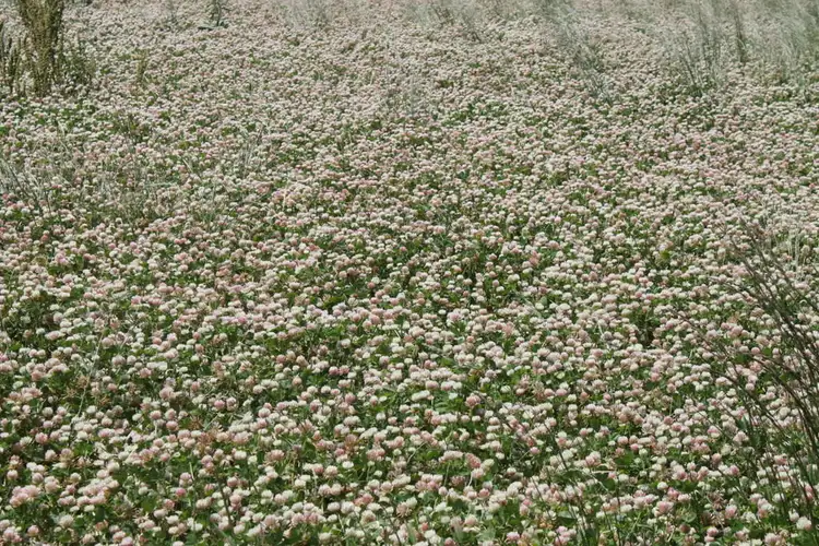 Fifth view of Homely rural property listing, 80 Beal Road, Irrewarra VIC 3249