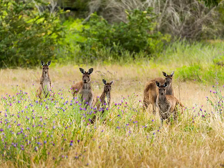 Fifth view of Homely land listing, 210 Hermitage Drive, The Vines WA 6069