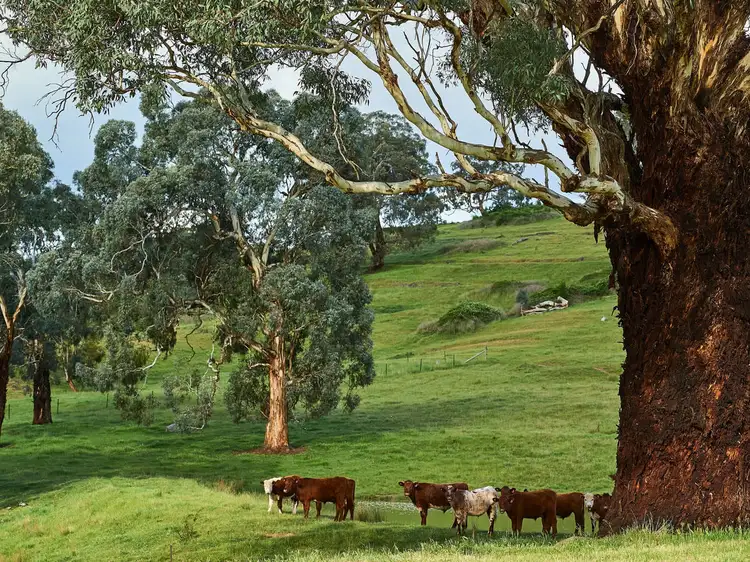 Second view of Homely rural property listing, 315 Wairere Road, Boorolite VIC 3723