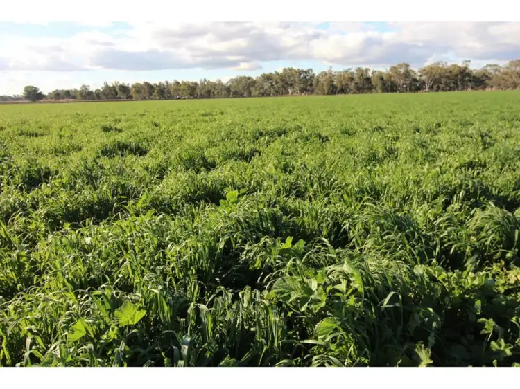 Sixth view of Homely rural property listing, LOT 1, 1987 Leyburn-Cunningham Road, Pratten QLD 4370