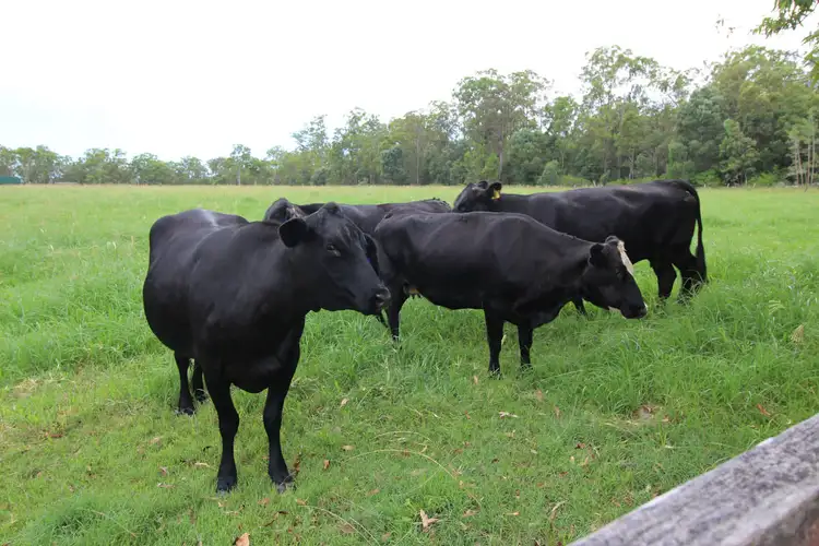 Third view of Homely rural property listing, 1170 Tucabia - Tyndale Road, Tucabia NSW 2462