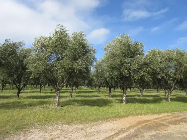 Fourth view of Homely rural property listing, 2216 Bull Creek Road, Tooperang SA 5255