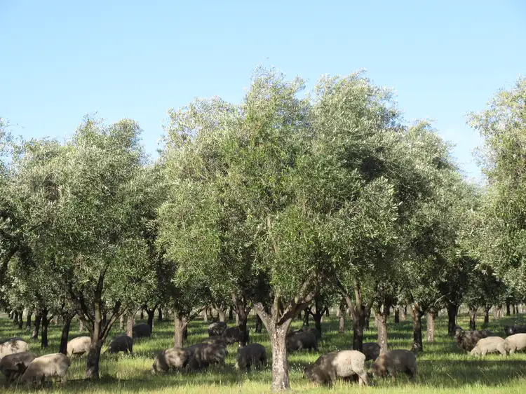 Sixth view of Homely rural property listing, 2216 Bull Creek Road, Tooperang SA 5255