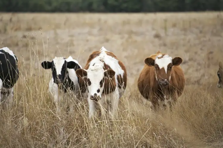 Fourth view of Homely rural property listing, 10 Cobden - Pt Campbell Road, Cobden VIC 3266