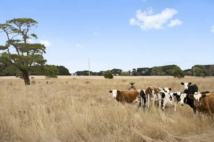 Fifth view of Homely rural property listing, 10 Cobden - Pt Campbell Road, Cobden VIC 3266