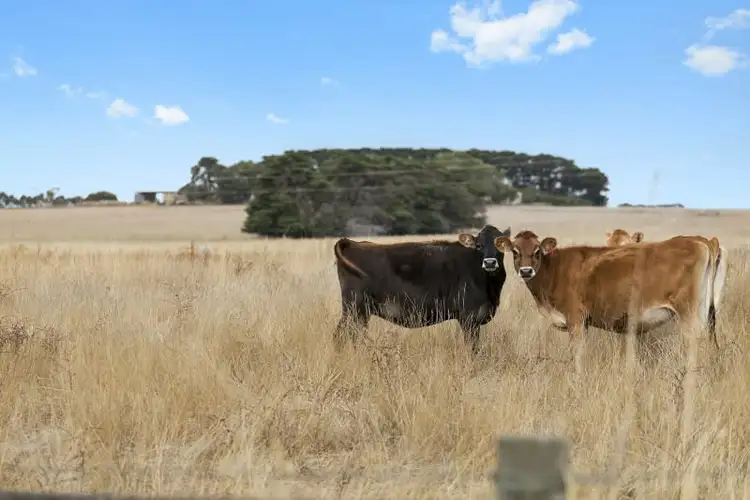 Third view of Homely rural property listing, Cobden - Terang Road, Cobden VIC 3266