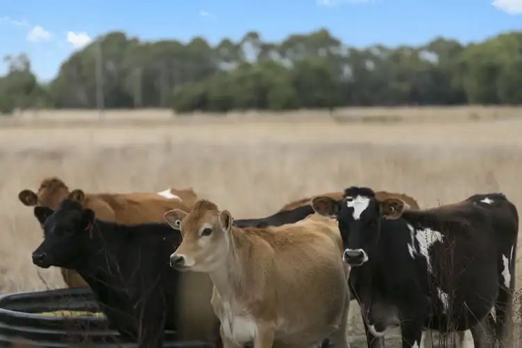 Fourth view of Homely rural property listing, Cobden - Terang Road, Cobden VIC 3266