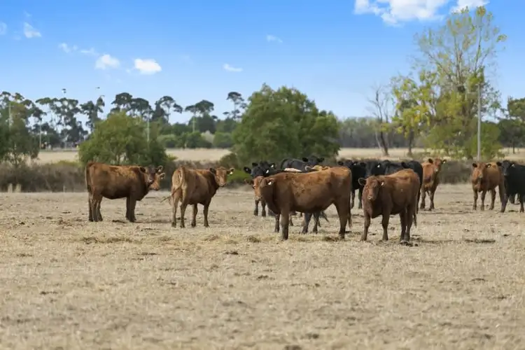 Second view of Homely rural property listing, 1A Grayland Street, Cobden VIC 3266