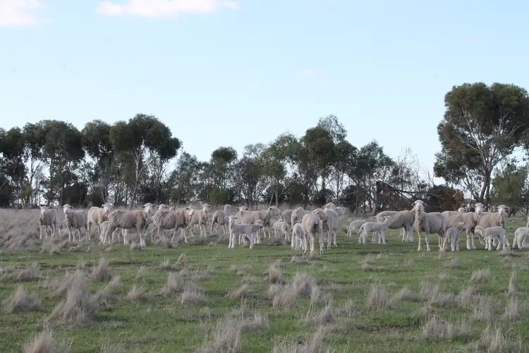 Fifth view of Homely rural property listing, 6060 Hamilton Highway, Cressy VIC 3322