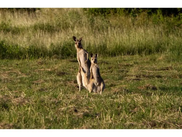 Second view of Homely land listing, 198 Angela Road, Rockyview QLD 4701