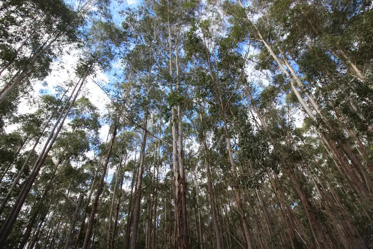 Sixth view of Homely rural property listing, LOT 6 Ryries, Lawrence NSW 2460