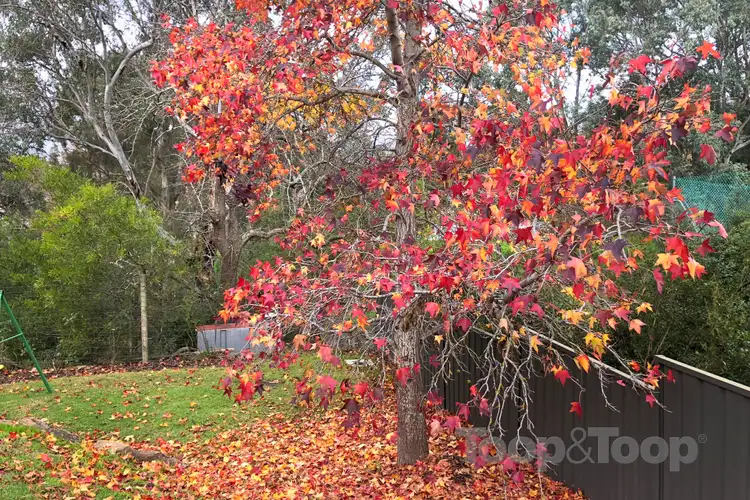 Fifth view of Homely house listing, 7a Hereford Avenue, Hahndorf SA 5245