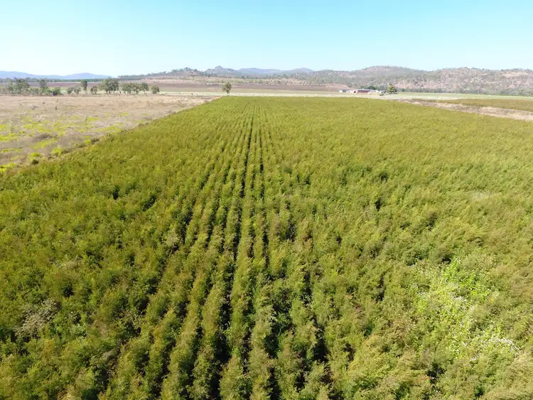 Fourth view of Homely rural property listing, 65790 Burke Developmental Road, Dimbulah QLD 4872