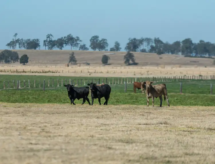 Sixth view of Homely rural property listing, "Maxwells" Fullers Road, Ulmarra NSW 2462
