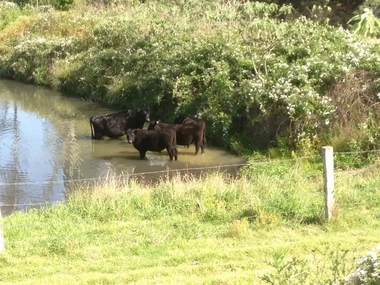 Seventh view of Homely rural property listing, 1, LOT 1, 991 Pappinbarra Road, Pappinbarra NSW 2446