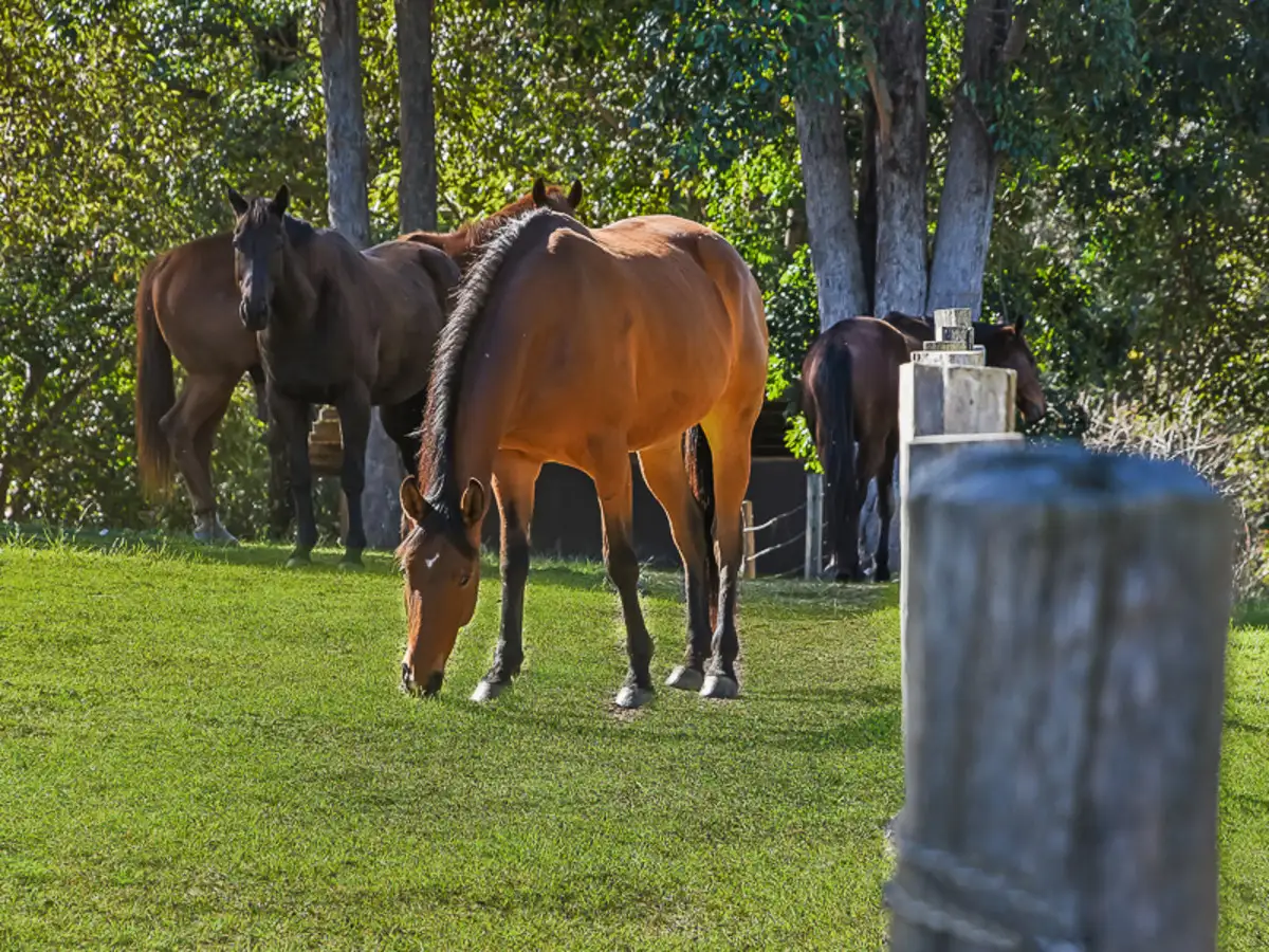 Main view of Homely house listing, 44 Bennett Road, Kobble Creek QLD 4520