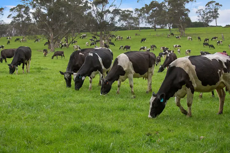 Seventh view of Homely rural property listing, 1186 Digneys Bridge Road, Glenfyne VIC 3266