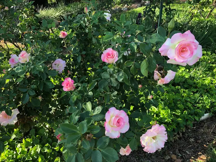 Seventh view of Homely house listing, 30 Pye Street, Eugowra NSW 2806